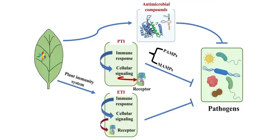 Plant responses to phyllosphere microorganisms
