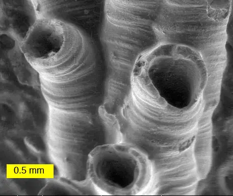 Scanning Electron Microscope (SEM) Images – SEM image of a hederelloid from the Devonian of Michigan (largest tube diameter is 0.75 mm). The SEM is used extensively for capturing detailed images of micro and macro fossils.