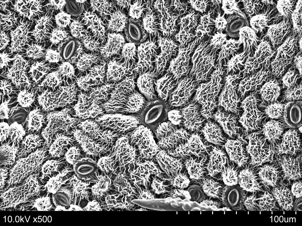 Scanning Electron Microscope (SEM) Images – SEM image of stomata on the lower surface of a leaf.