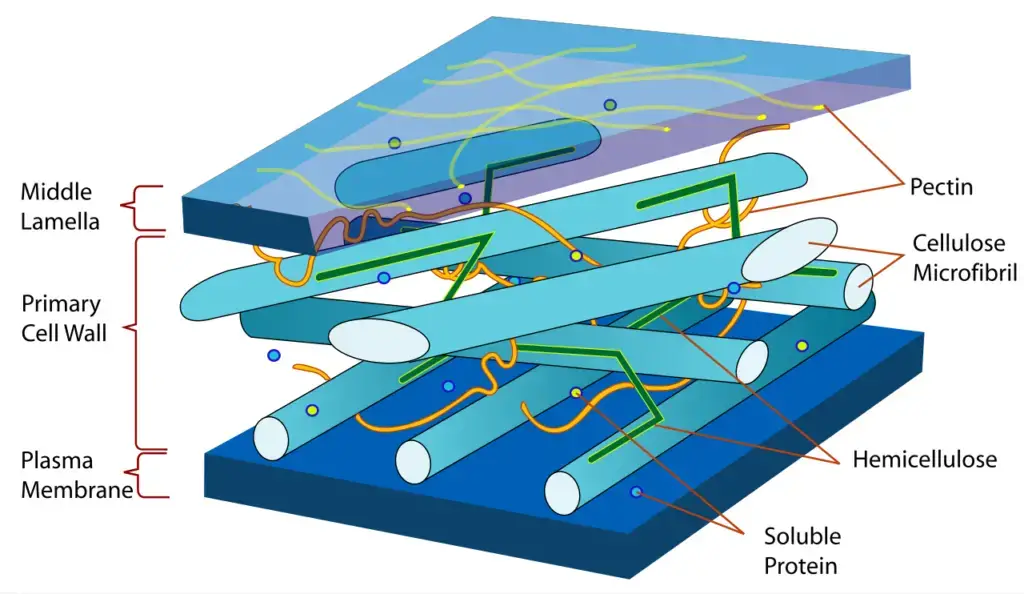 The arrangement of cellulose and other polysaccharides in a plant cell wall 