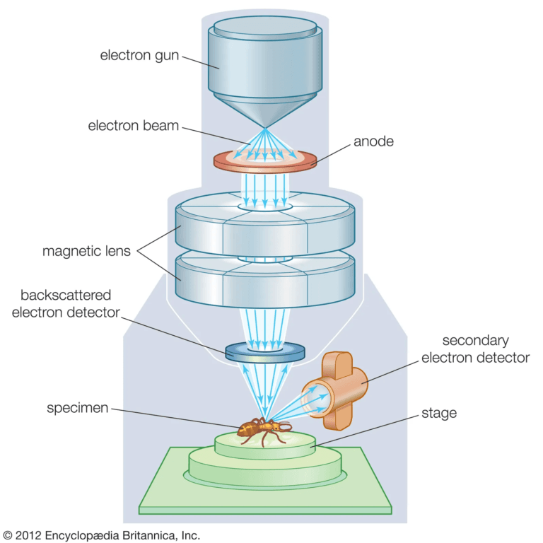 Electron Microscope - Principle, Types, Parts, Application, Diagram