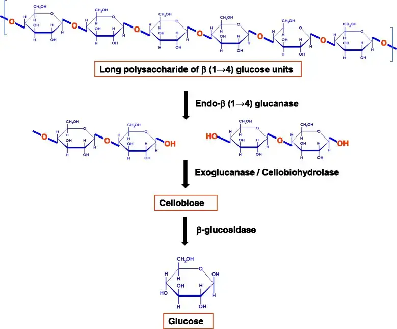 Classes of enzymes involved in cellulose breakdown.