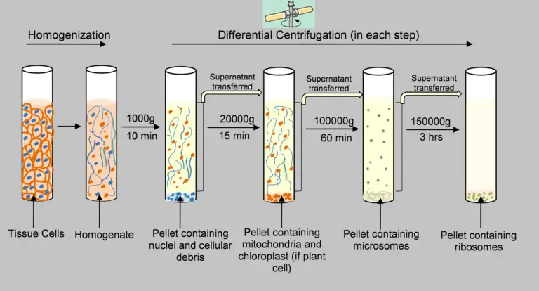 Differential centrifugation Protocol
