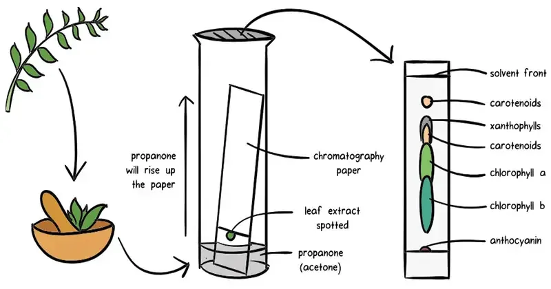 Chromatography - Principle, Types, Applications 3 Principle of Chromatography - How does chromatography work