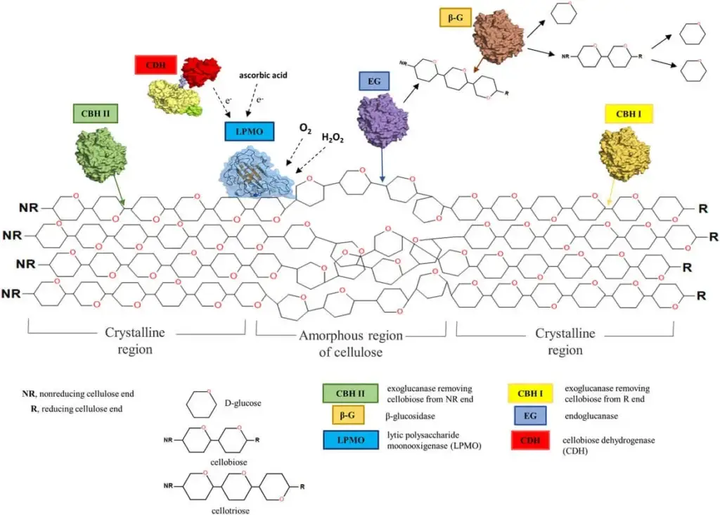 Scheme of the enzymatic degradation of cellulose chain via synergistic interaction of cellulases (endoglucanase, exoglucanase, and β‐glucosidase) and LPMO (AA9 or 10) enzymes.