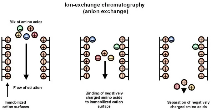 Chromatography - Principle, Types, Applications 7 Ion exchange chromatography