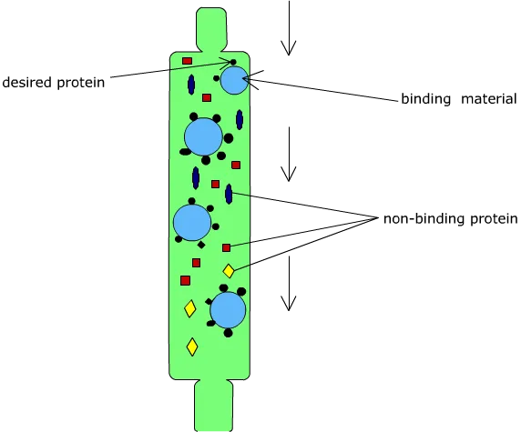 Affinity Chromatography