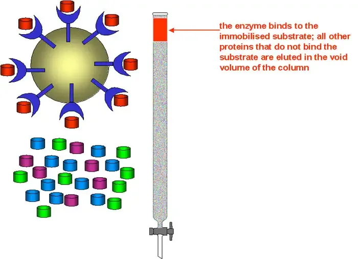 Principle of Affinity chromatography