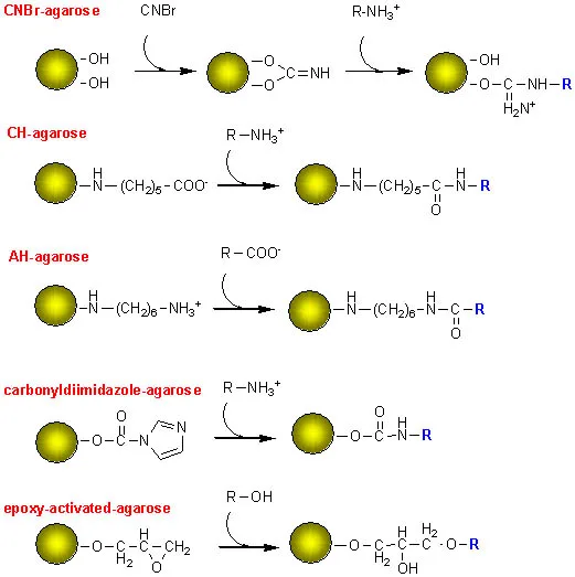 Linking the substrate to the support medium
