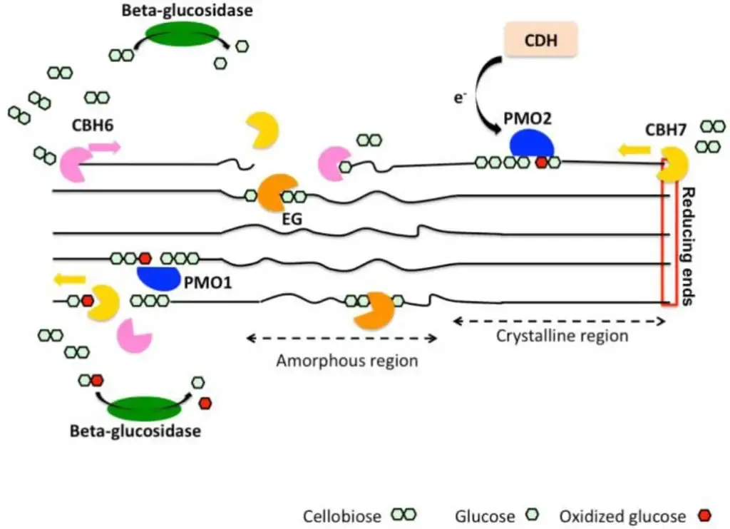 Oxidative Mechanism of cellulose degradation.