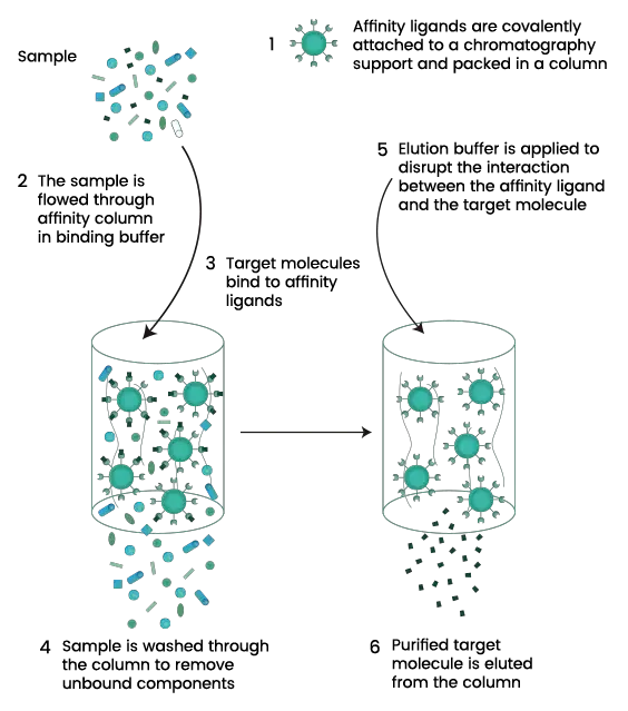 Procedure of Affinity Chromatography (affinity chromatography steps)