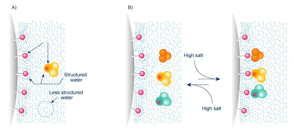 Hydrophobic interaction chromatography 