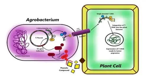 Mechanism of Agrobacterium-mediated genetic transformation
