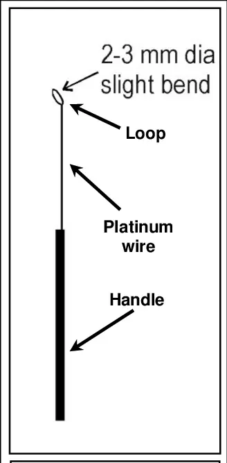 Inoculation needle and inoculation loop