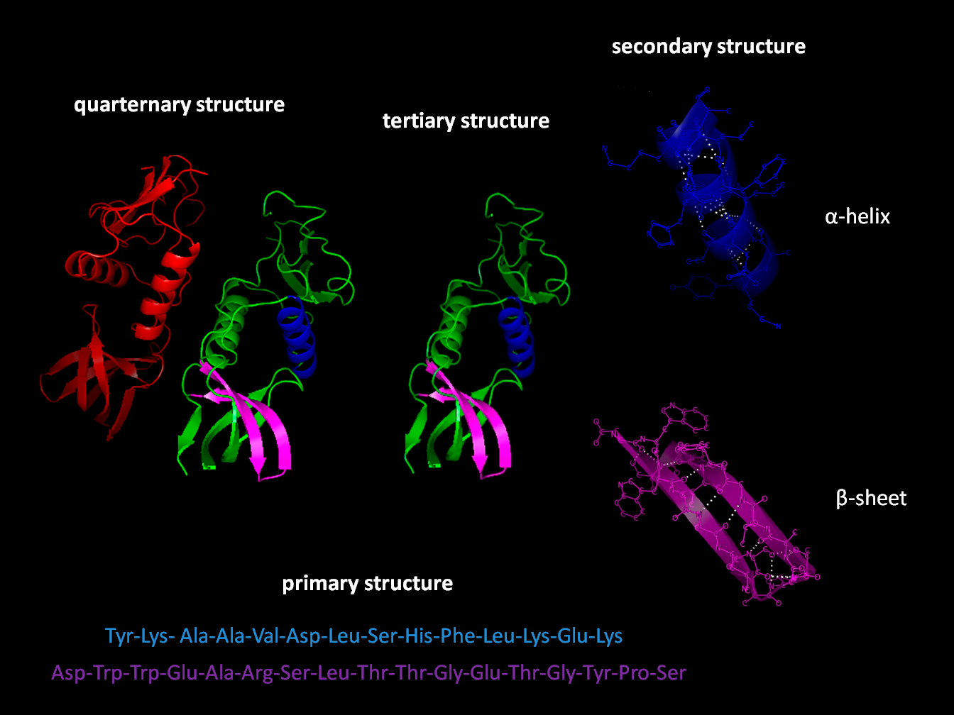 Four Types of Protein Structure With Diagram - Primary, Secondary, Tertiary and Quaternary