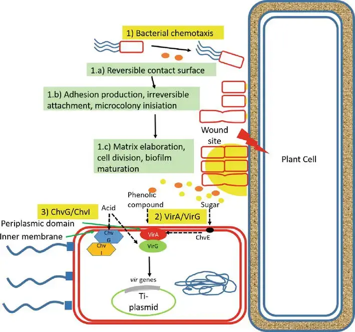 Schematic representation of A. tumefaciens signal recognition mechanism
