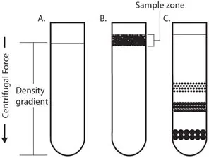 Rate-zonal centrifugation 