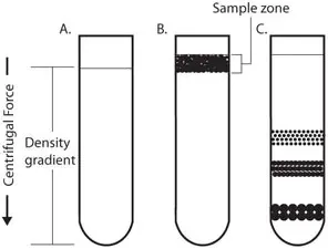 Rate-zonal centrifugation 