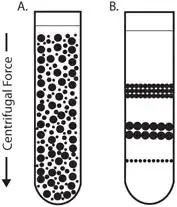 Isopycnic centrifugation 