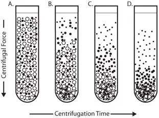 Differential centrifugation