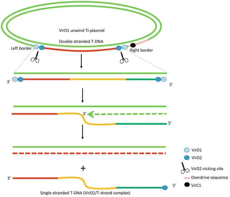 T-strand generation from T-DNA
