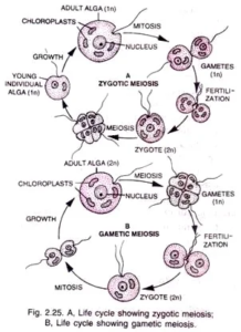Reproduction In Protista and Life Cycle - Biology Notes Online