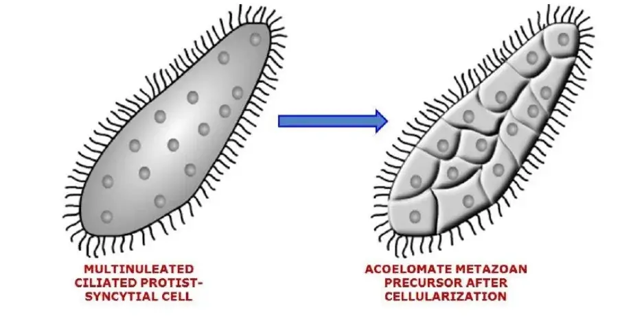 The Syncytial theory of metazoan evolution– Ciliate – Acoelomate hypothesis. Hypothetical transition from a multinucleate ciliated protist to an acoelous flatworm.
