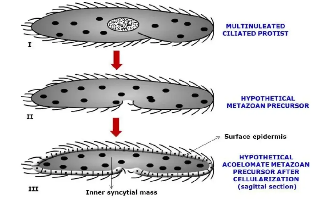 A schematic depiction of the transition from a multinucleate, ciliated protist to an acoel-like flatworm. (I) A protist with cilia. The hypothesised metazoan ancestor as it assumed a benthic, crawling lifestyle and evolved a ventral mouth and rudimentary throat. (III) The potential metazoan precursor after it attained the acoel grade through cellularization of the epidermis surrounding a syncytial mass. Source: ILLL in house
