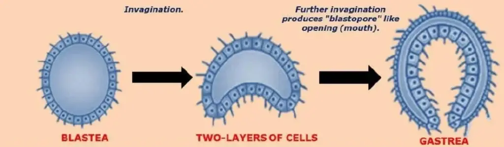 Haeckel’s Theory of Gastrea
