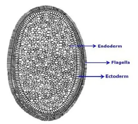 Planula larva
