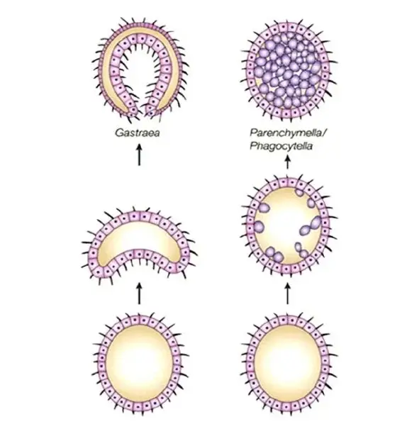 Haeckel’s Gastrea Theory vs Metschnikoff’s Revised Theory of Gastrea – It was hypothesised that Haeckel’s gastrea (left column) originated from recapitulated embryonic phases of early animals. A double-walled, sac-like organism with a distinct anterior–posterior axis and differentiation of somatic and reproductive cells is thought to have developed by invagination from a blastea stage. Metchnikoff, citing the fact that cnidarians gastrulate by introgression (where cells proliferate from the blastula wall into the interior blastocoel to generate a solid gastrula), hypothesised that invagination developed as a secondary mode of gastrulation. The planuloid ancestor (i.e., the planula larva of cnidarians) was initially referred to as parenchymella and then phagocytella (right side).
