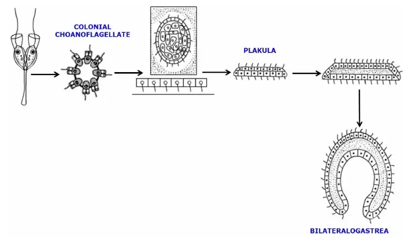 Plakula Theory
