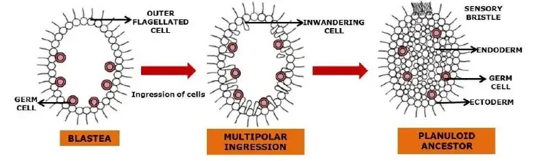 Hymen’s and Metschnikoff’s Revised Theory of Gastrea/ Planula Theory Source: ILLL in house
