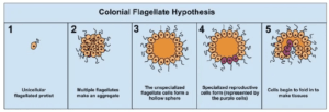 Parazoa Example Drawing Evolution of Parazoa and Metazoa - Biology Notes Online