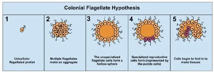 Colonial/ Flagellate Theory
