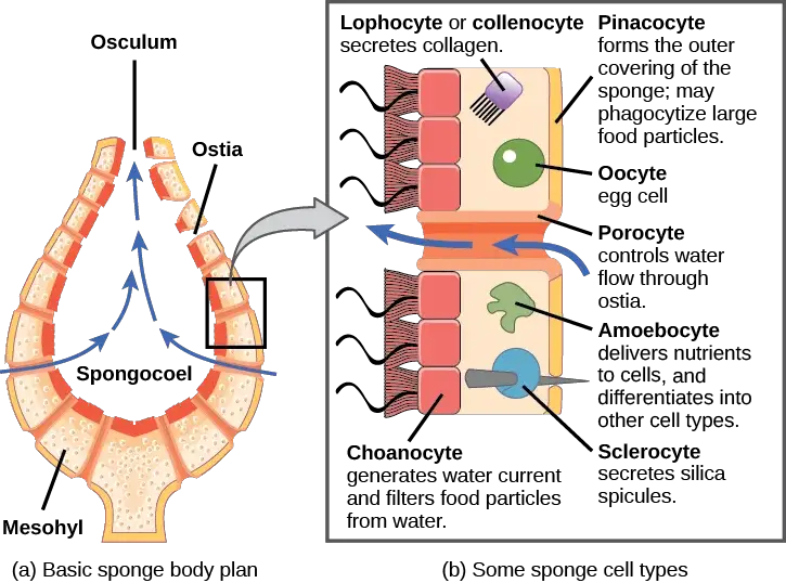 Morphology of Sponges / Structure of Phylum Porifera 