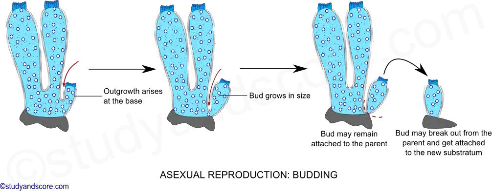 Asexual Reproduction in Phylum Porifera
