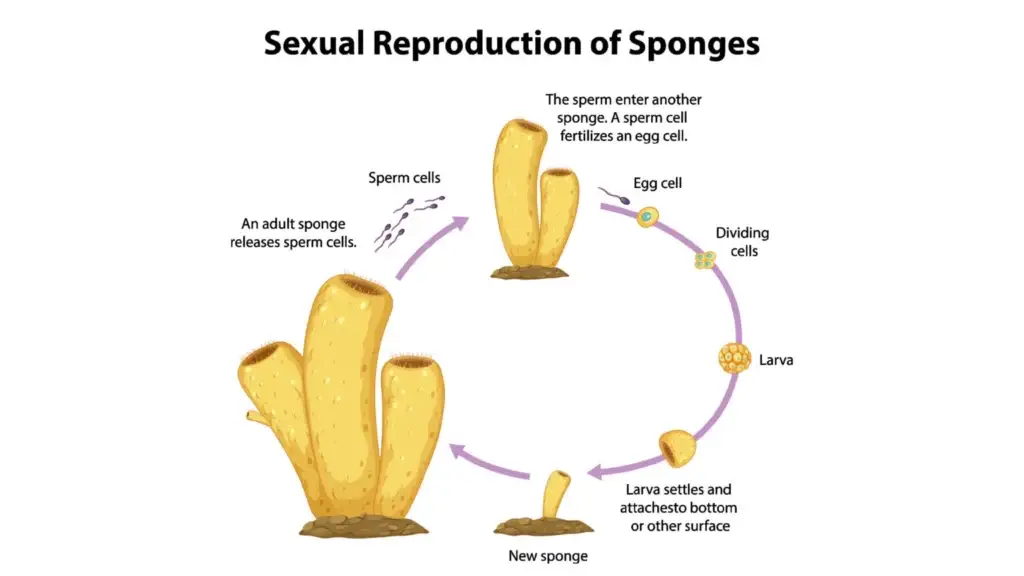 Phylum Porifera - Definition, General Characteristics, Classification ...