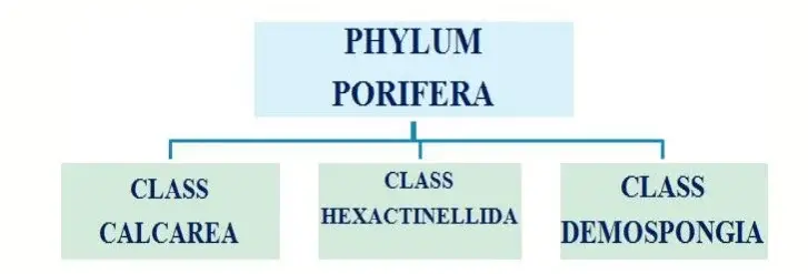 Classification of Phylum Porifera
