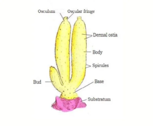 Phylum Porifera - Definition, General Characteristics, Classification ...