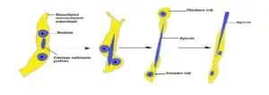 Phylum Porifera - Definition, General Characteristics, Classification ...