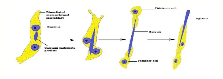 Secretion of Monaxon Spicule
