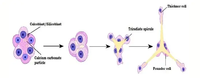 Secretion of Triaxon Spicule
