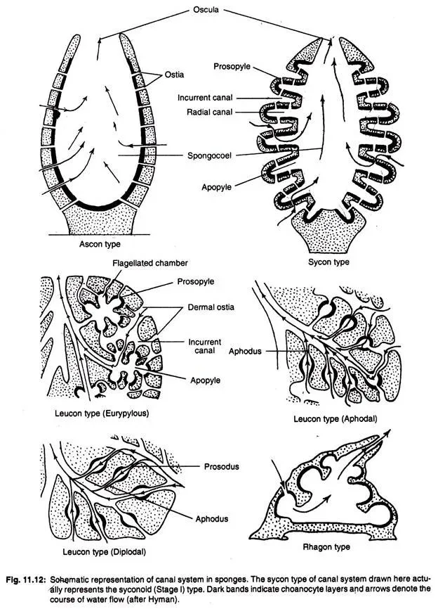 Types of canal systems in sponge
