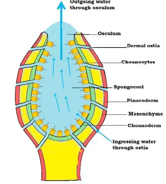 Ascon type of Canal system
