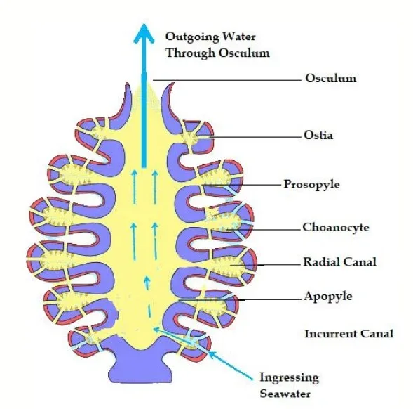 Sycon type of canal system
