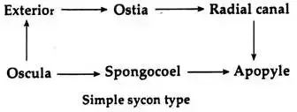 Simple sycon type
