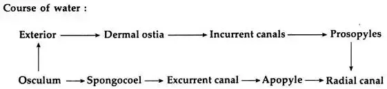 Complex sycon type
