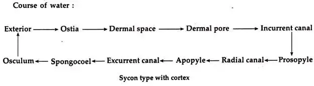 Sycon type with cortex