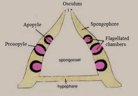 Rhagon Type
